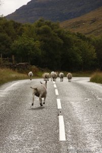 3000 km en Écosse : gaffe aux bestioles !