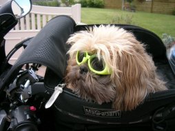 Moto et chiens : des lunettes pas si… bêtes