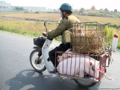 Le Vietnam en minsk : transport de bestiaux