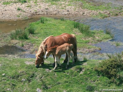 Sauce béarnaise ET basquaise : animaux en tous genres