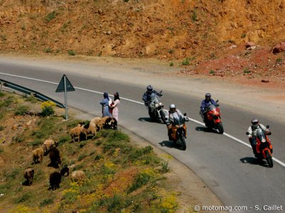 Voyage au Maroc : gare aux bestiaux