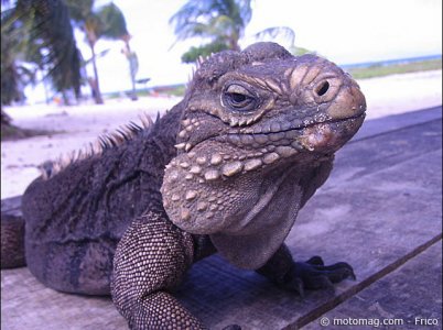 Voyage à Cuba : l’île aux iguanes