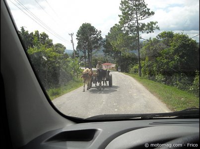 Voyage à Cuba : les bœufs au travail