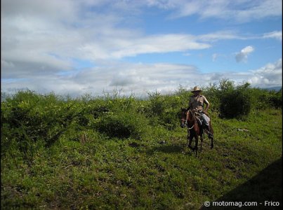 Voyage à Cuba : des équidés très appréciés