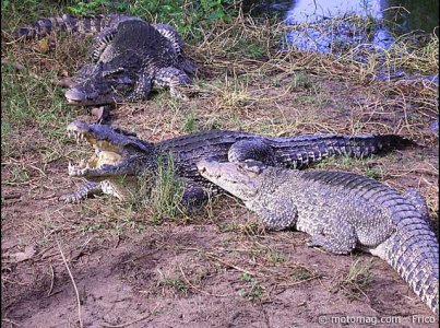 Voyage à Cuba : croco, espèce menacée