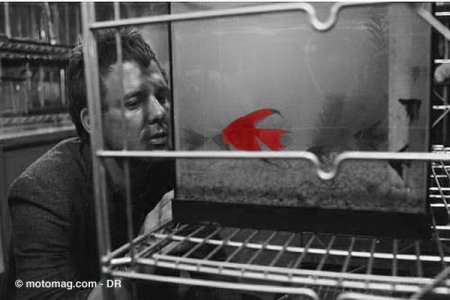 Rusty James - the red fish