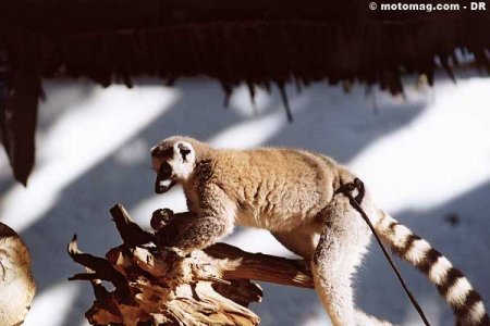 Madagascar : lémurien
