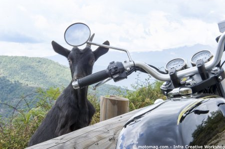Mash 125 Black Seven : chèvre
